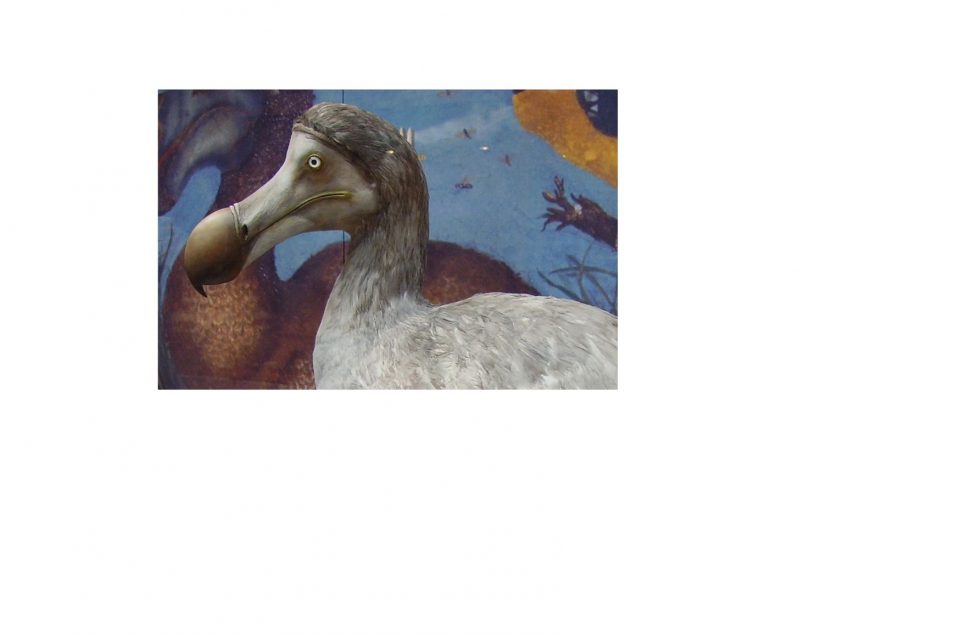 Re-extinction: der Dodo und die Rücknahme des Aussterbens
